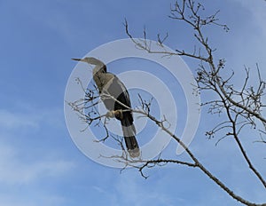 An Anhinga (Anhinga anhinga) perched in a tree at Lake Tohopekaliga in Florida