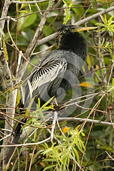 A Anhinga Anhinga anhinga siting on the tree in Everglades national park.