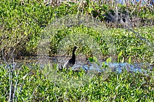 Anhinga (Anhinga anhinga) wadding amongst green vegetation in wetland