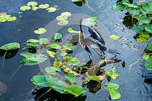Anhinga anhinga, sometimes called snakebird, darter, American darter, or water turkey, dries its wings sitting on a