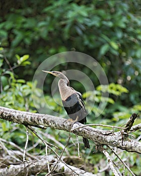 Anhinga anhinga in Tortuguero National Park, Costa Rica