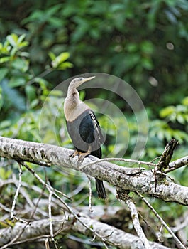 Anhinga anhinga in Tortuguero National Park, Costa Rica