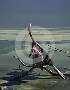 Anhinga in a Surrealistic Landscape photo