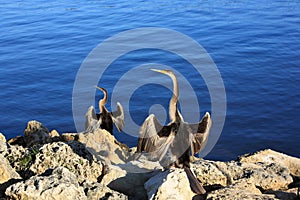 Anhinga,Australia