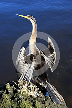 Anhinga,Australia