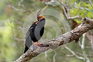 Anhinga australska - Anhinga novaehollandiae - Australasian Darter drying wings