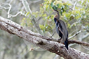 Anhinga australska - Anhinga novaehollandiae - Australasian Darter drying wings