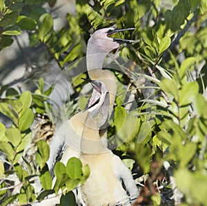 Anhinga Baby Birds