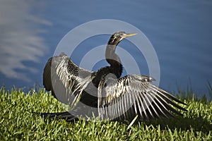 Anhinga bird