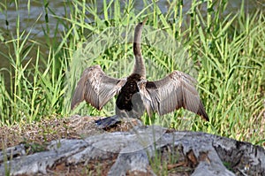 Anhinga bird