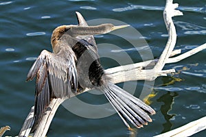 Anhinga Bird