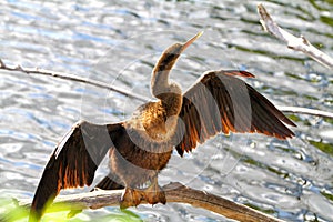 Anhinga Bird