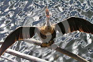 Anhinga Bird