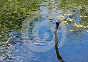 Anhinga Bird