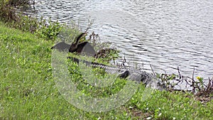 Anhinga bird and alligator near lake. Florida wildlife.