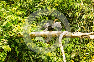 Anhinga Bird In Amazonian Jungle