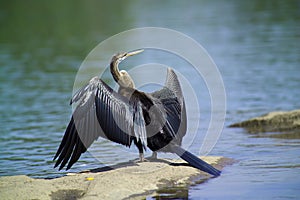 Anhinga bird (Anhinga anhinga)