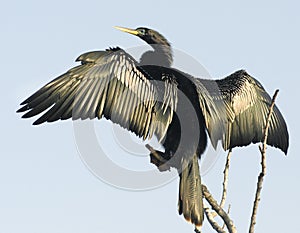 Anhinga Bird on Branch