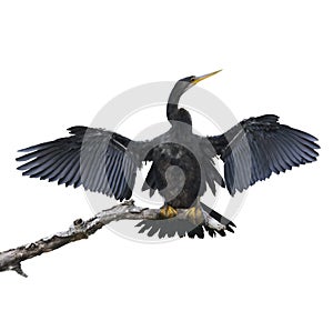 Anhinga Bird