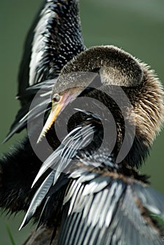 Anhinga bird is drying itself in the sun. Florida