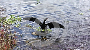 Anhinga Bird Drying up its Feathers.