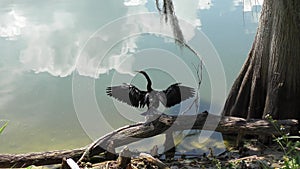 Anhinga Bird Drying up its Wings .