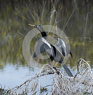 Anhinga Bird Drying Wings