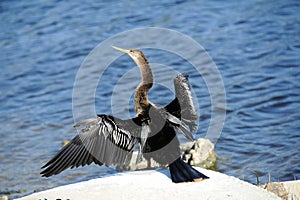 Anhinga bird drying wings
