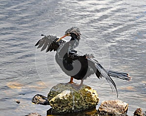 Anhinga bird drying wings on rocky shore