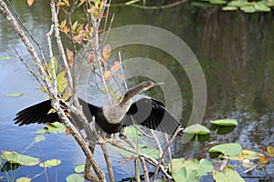 Anhinga bird at Everglades National Park