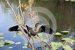 Anhinga bird at Everglades National Park