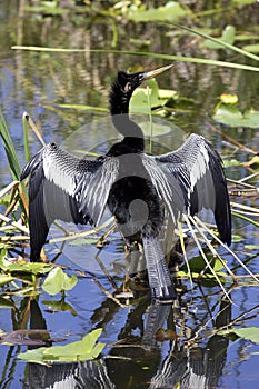 Anhinga bird everglades state national park florida usa