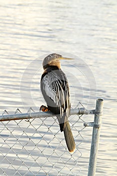 Anhinga Bird (female)