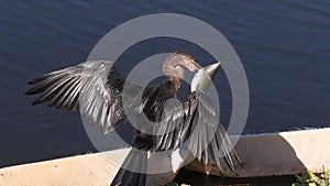 Anhinga bird with fish in its beak in Florida lake
