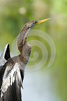 Anhinga Bird, Florida Everglades