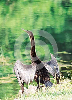 Anhinga bird and green lake