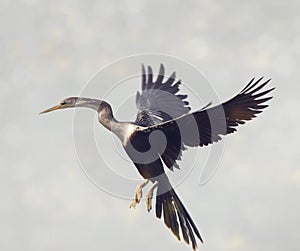 Anhinga bird landing