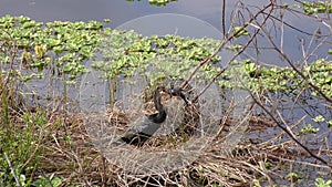 Anhinga bird with a large fish in Florida swamp