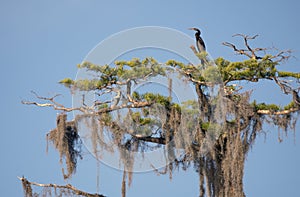 Anhinga bird perched atop a large Pond Cypress tree with Spanish Moss