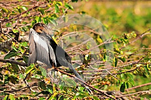 Anhinga Bird Preening