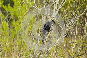 Anhinga Bird Preens itself