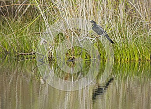 Anhinga Bird Preens itself