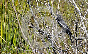 Anhinga Bird Preens itself