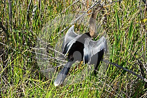 Anhinga Bird in Scenic Everglades National Park, Florida