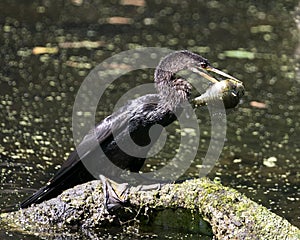 Anhinga Bird Stock Photos. Image. Picture. Portrait. Anhinga with fish in beak. Close-up profile view.
