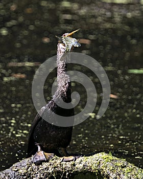 Anhinga Bird Stock Photos, Image. Portrait. Fish in its beak. Bokeh background.