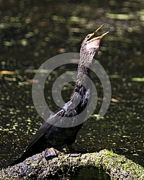 Anhinga Bird Stock Photos, Image. Portrait. Picture. Eating a fish. Close-up profile view