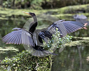 Anhinga Bird Stock Photos, Image. Portrait.  Spread wings. Bokeh background