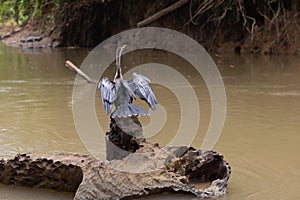 Anhinga bird on stump from the tourist boat