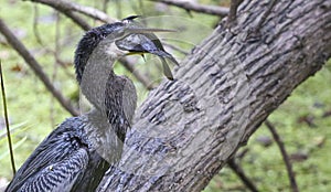 Anhinga Bird Swallows a Fish Whole